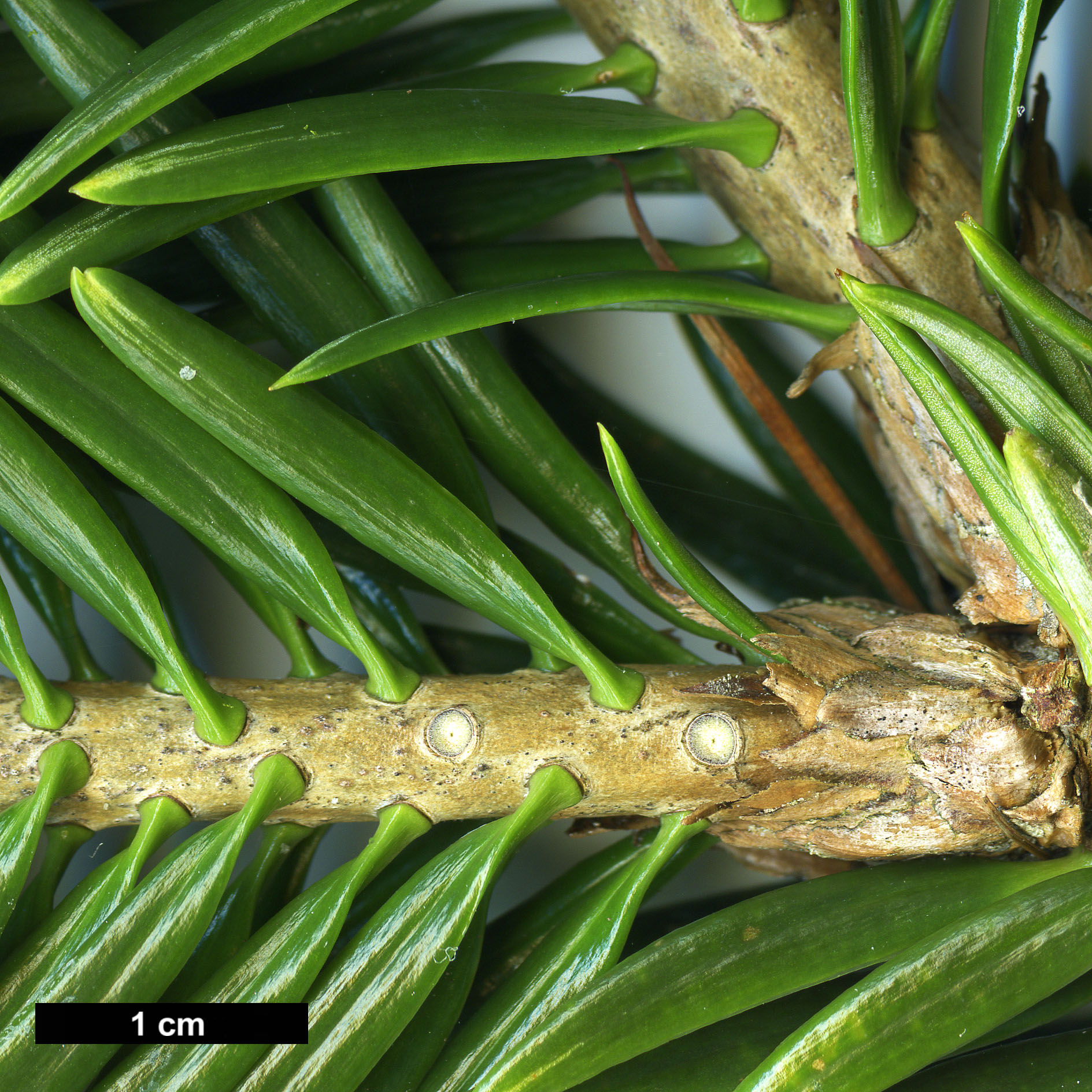 High resolution image: Family: Pinaceae - Genus: Abies - Taxon: chensiensis - SpeciesSub: subsp. salouenensis